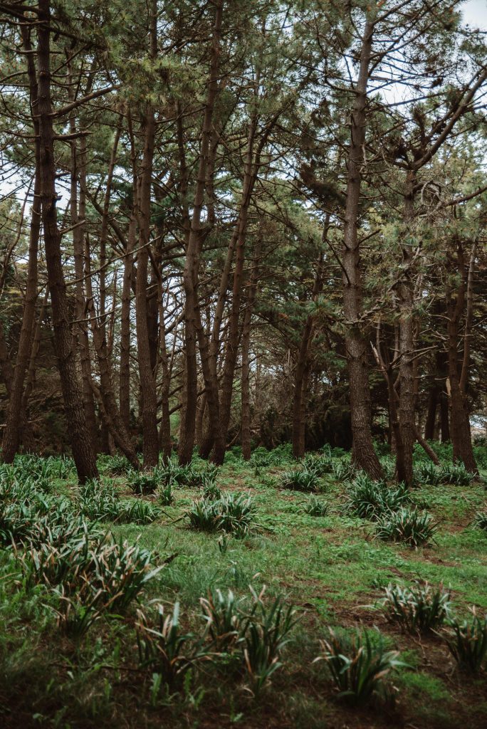 photographe famille grossesse cherbourg les pieux la hague
