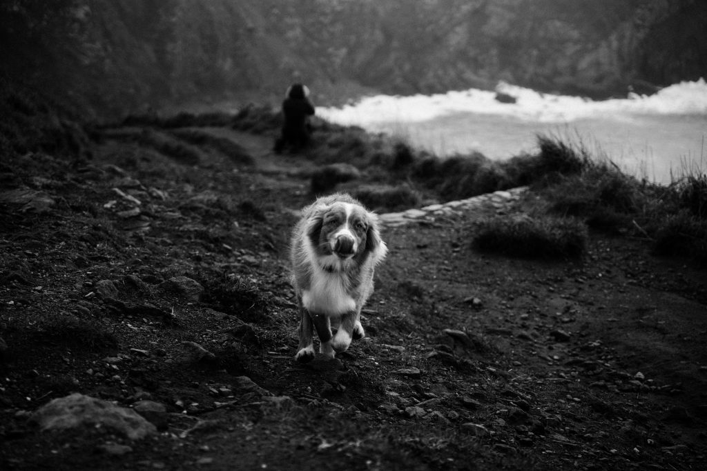 photographe famille grossesse cherbourg les pieux la hague