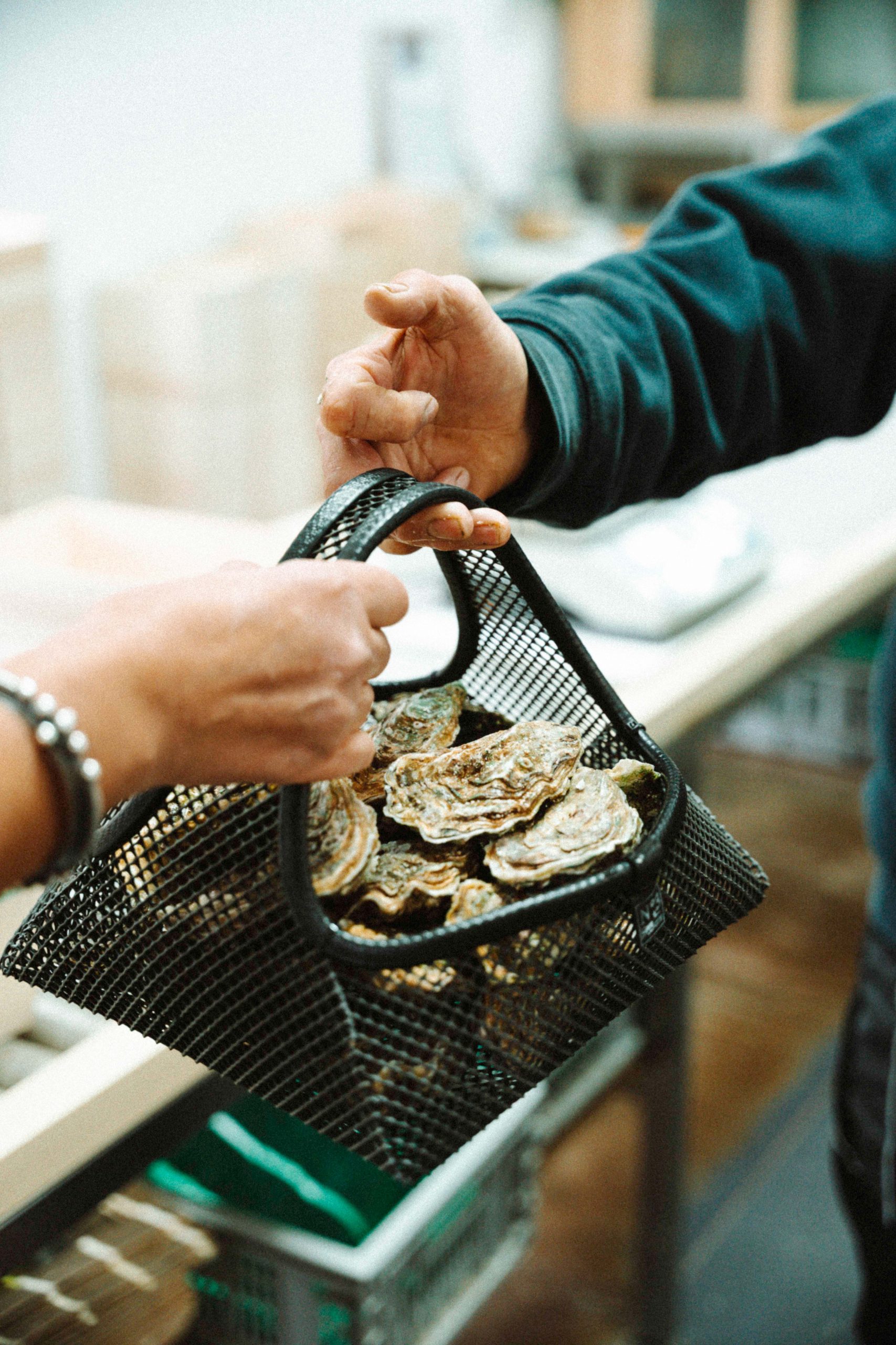photographe famille grossesse surf cherbourg les pieux la hague